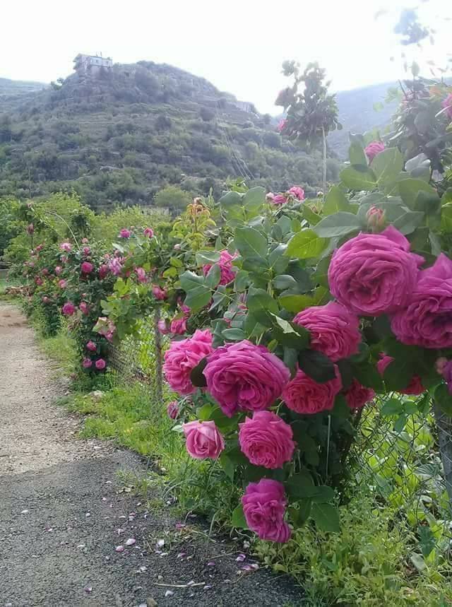 قلعة محلبية